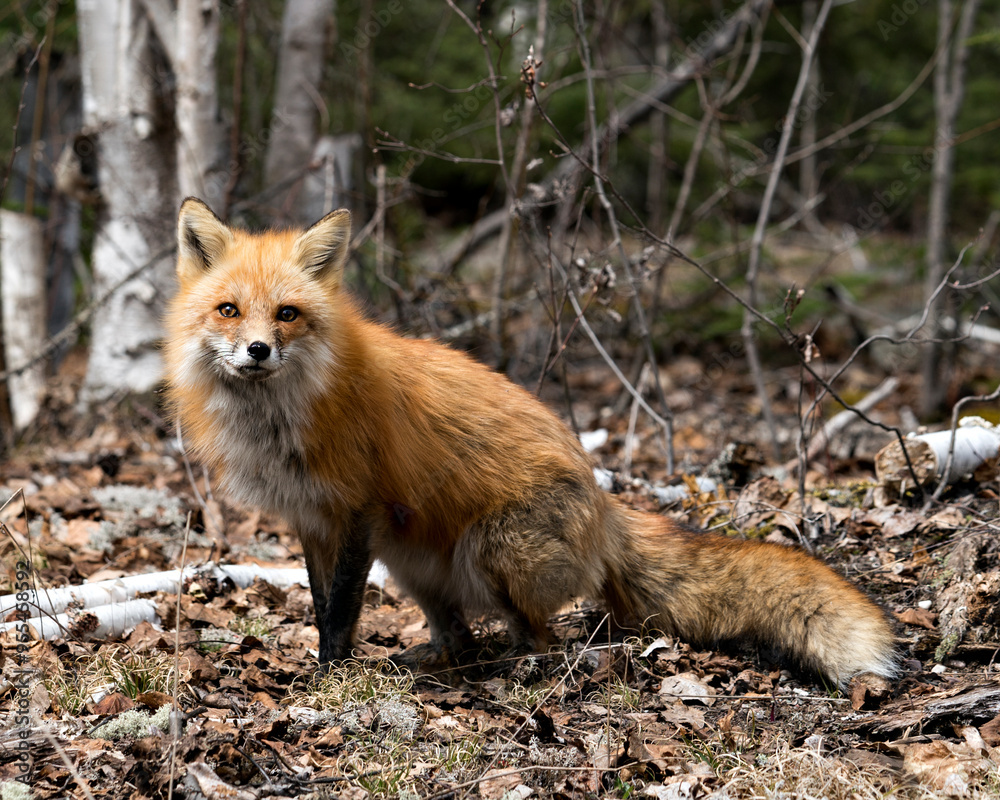 Red Fox Photo Stock. Fox Image. Picture. Portrait. Close up and looking at camera with a birch forest background in its environment and habitat surrounding.