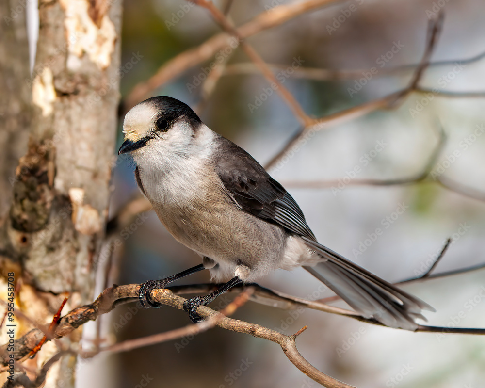 Grey Jay Photo and Image. Perched on a tree branch displaying grey color, tail, wings, feet, eye with a forest background in habitat surrounding. Jay Photo. Grey Jay Photo and Image. Perched on a tree branch displaying grey color, tail, wings, feet, eye with a forest background in habitat surrounding. Jay Photo.