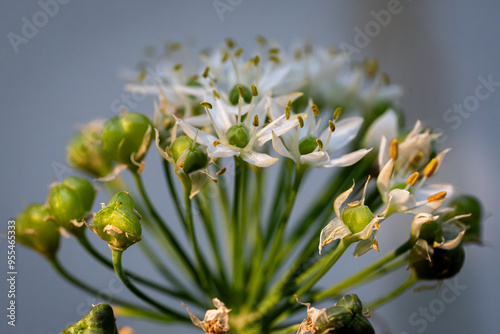 buds of a willow