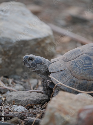 turtle on a rock
