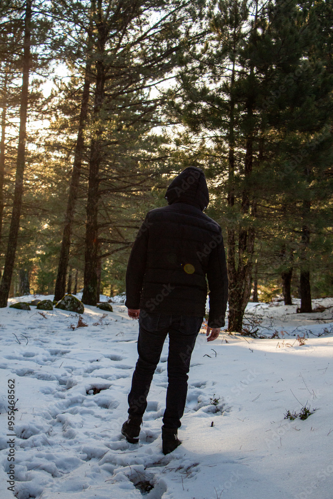 Naklejka premium Man walking in the winter forest on a sunny day. Back view. Man walking in the woods in the winter in the rays of the setting sun.