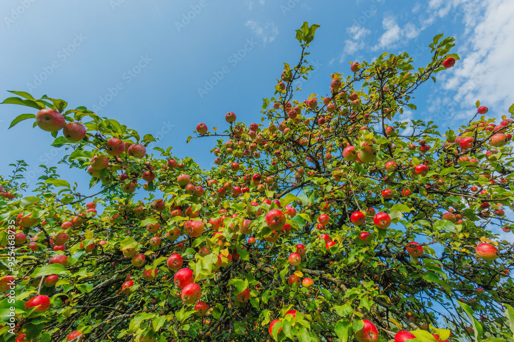 A Lush Apple Tree is Bursting with Juicy Ripe Red Apples Under the Clear Blue Sky Outdoors A Lush Apple Tree is Bursting with Juicy Ripe Red Apples Under the Clear Blue Sky Outdoors