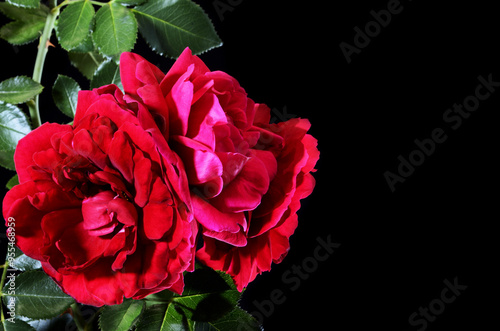 Red roses on black background with green branch