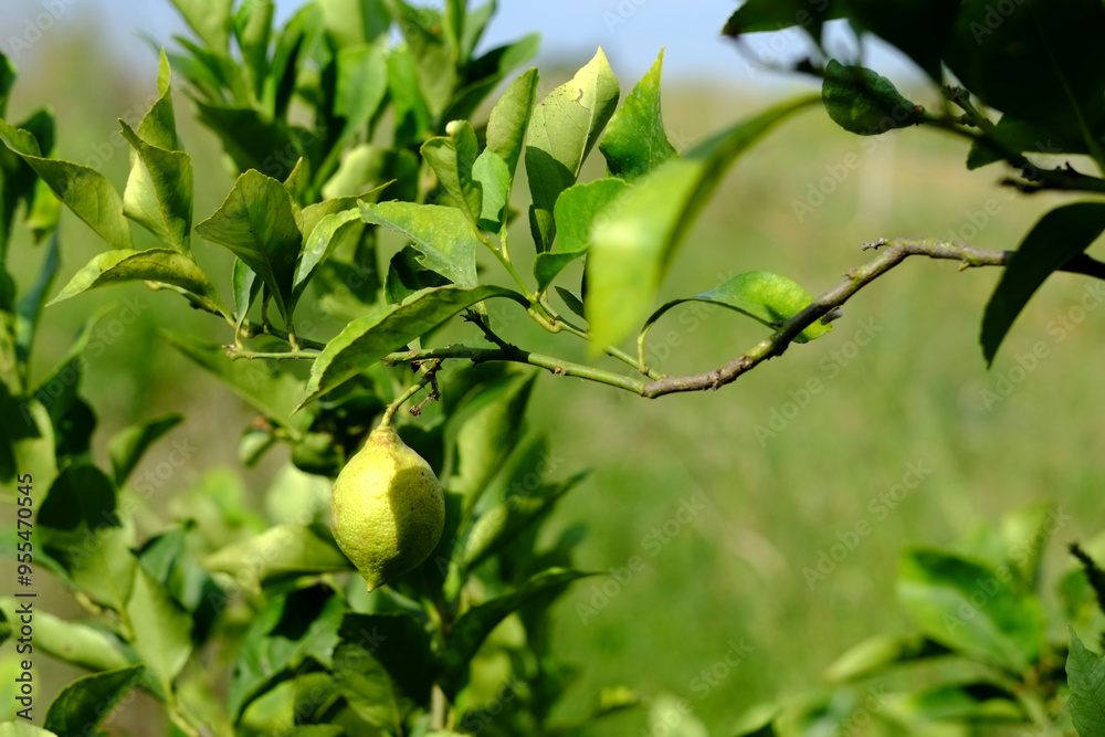 Unripe green lemon growing on branch surrounded by leaves Unripe green lemon growing on branch surrounded by leaves