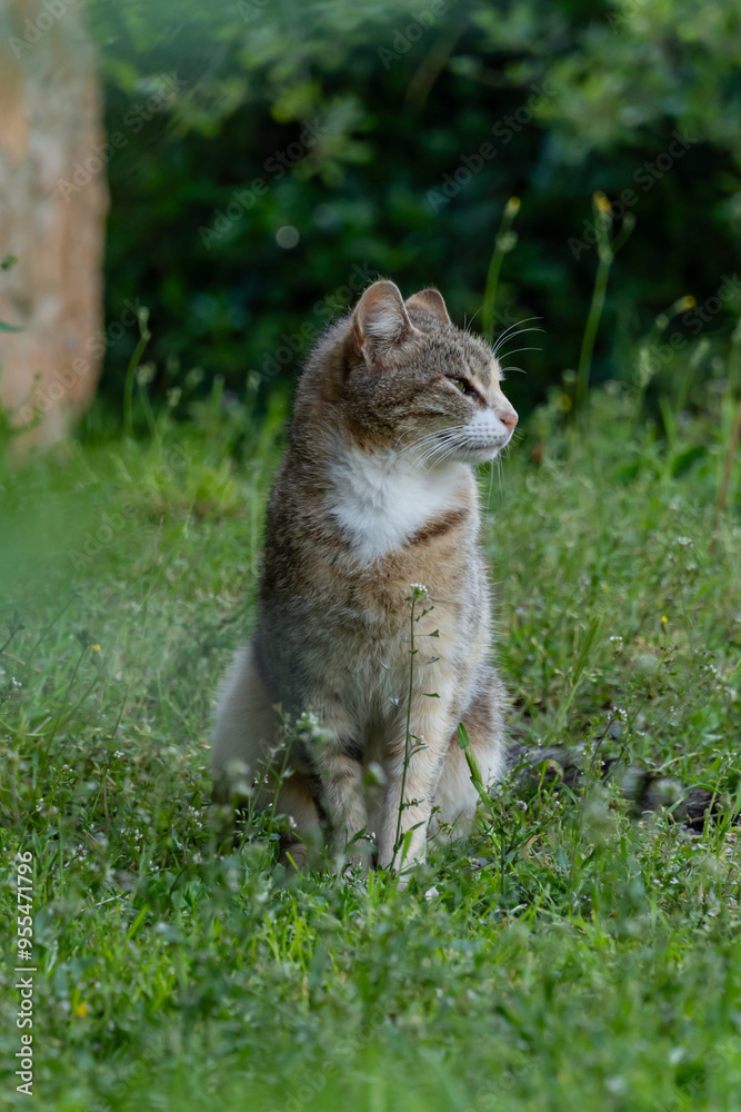 Naklejka premium cat on the ground