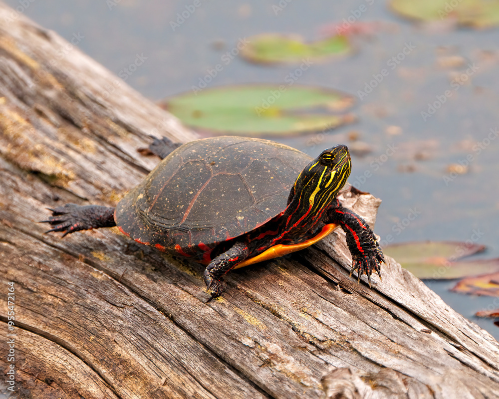 Painted Turtle Photo and Image. resting on a log in the pond with lily water pad and displaying its turtle shell, head, paws in its environment and habitat. Turtle Picture. Painted Turtle Photo and Image. resting on a log in the pond with lily water pad and displaying its turtle shell, head, paws in its environment and habitat. Turtle Picture.