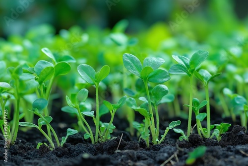 Close-up of young green seedlings sprouting and growing in dark rich soil, signifying new life and growth in nature.