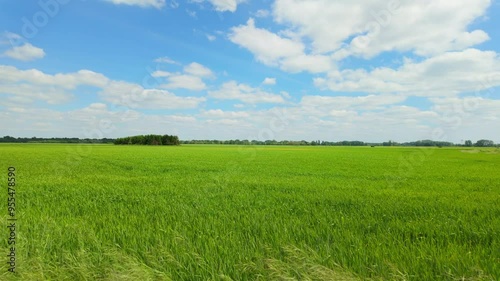 Neon Green Field of Wheat in France in Spring photo