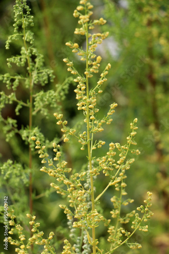 Annual wormwood (Artemisia annua) grows in nature