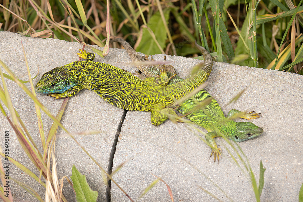 A Beautiful Lizard Basking in the Sun