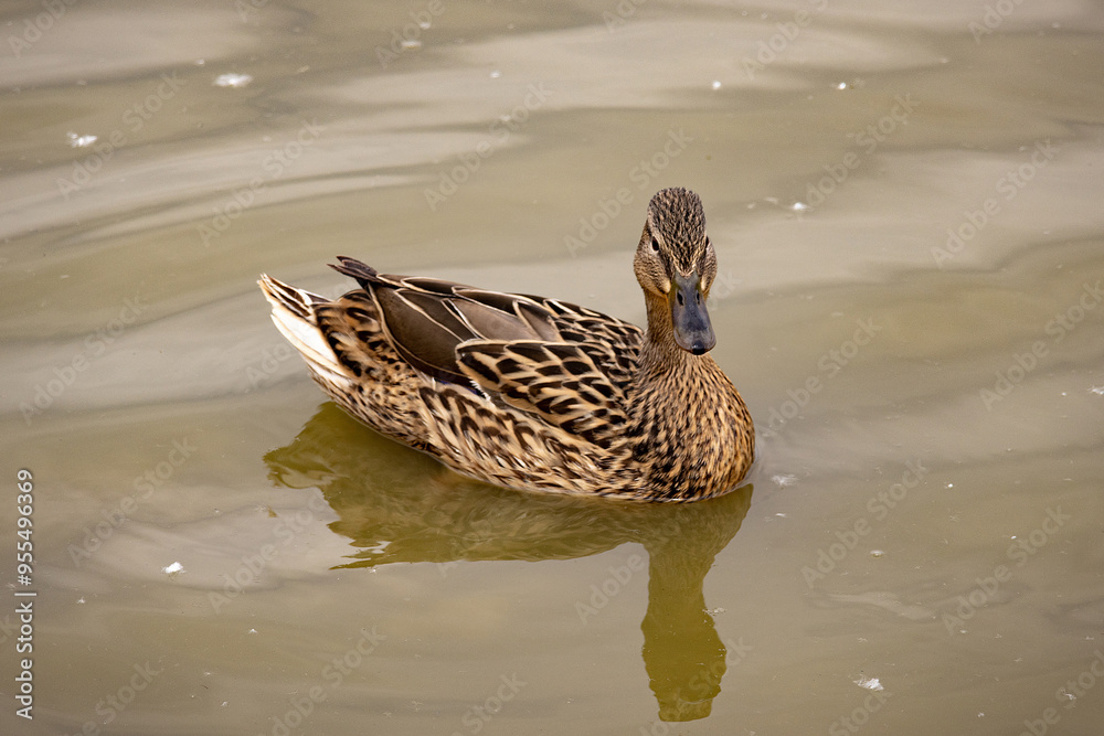 Mallard Duck Swimming in the Lake