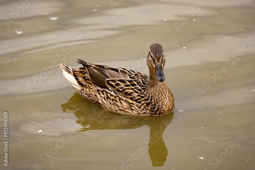 Obraz na płótnie Mallard Duck Swimming in the Lake w salonie