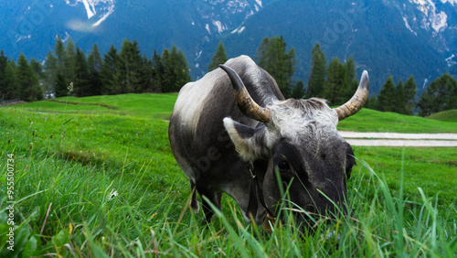 a cow in the alpine mountains eats grass on a green field with mountains in the background