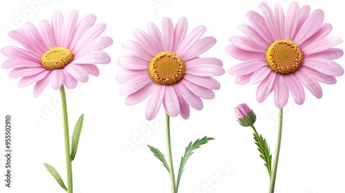 Three Pink Daisies and a Bud