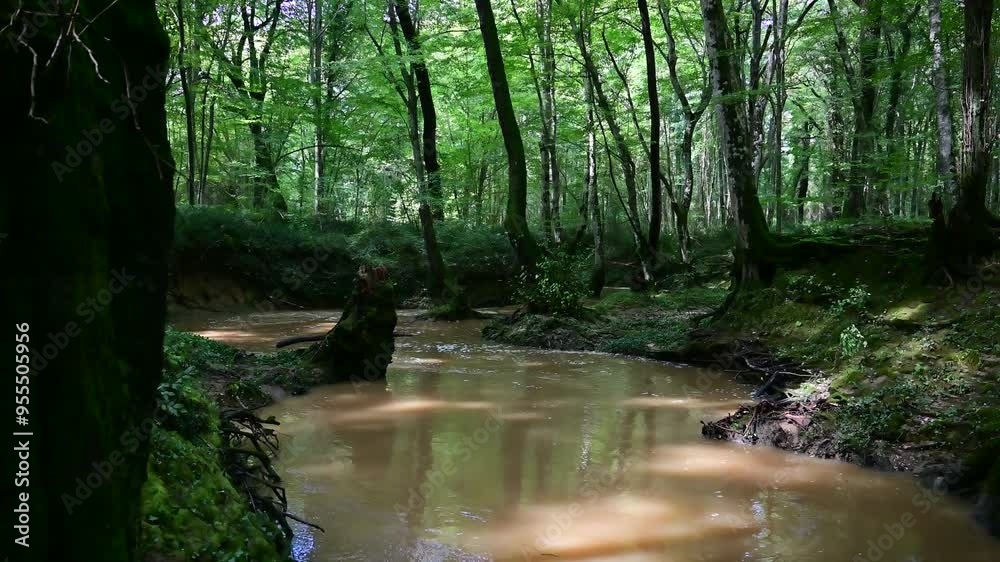 Floodplain forest. Climate Vulnerabilities for Floodplain Forests
Floodplain forest. Climate Vulnerabilities for Floodplain Forests