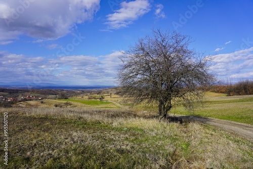 spring landscape with trees and sky