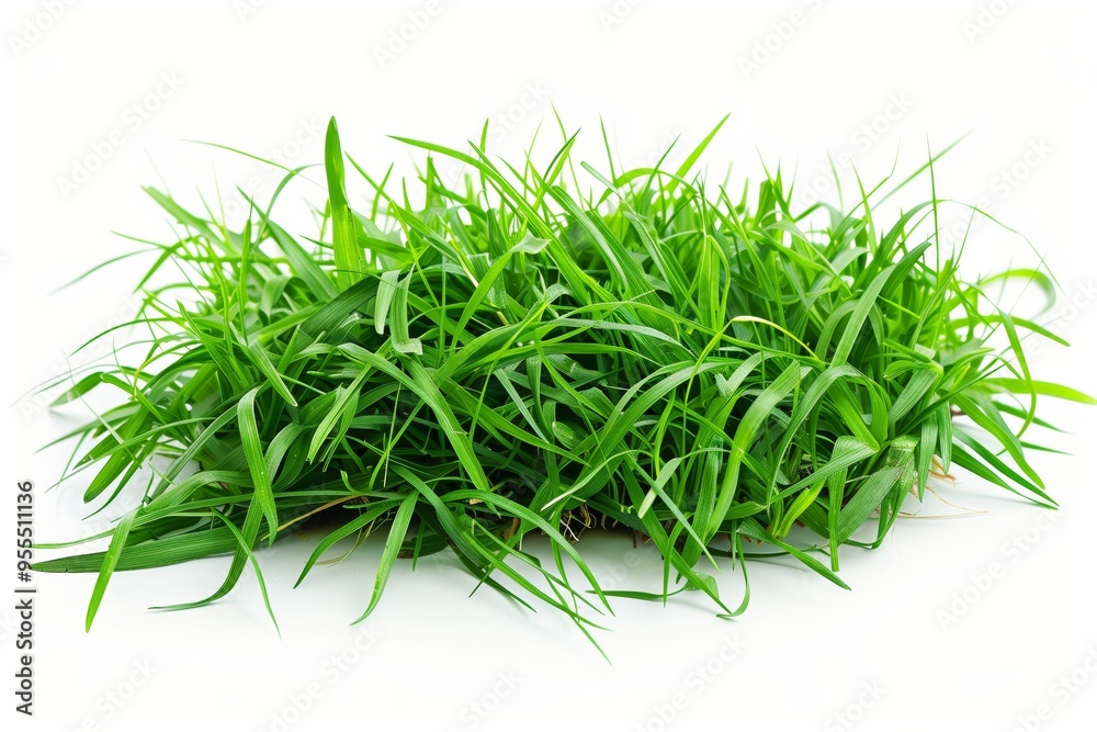 Patch of fresh green lawn grass, cut out Patch of fresh green lawn grass, cut out