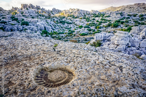 Fossilized ammonite on a rock in Torcal de Antequera
