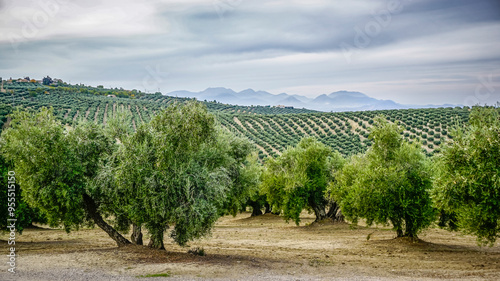 Olive grove in the province of Jaen in Andalusia