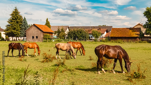 Equus caballus, horses, at Katzenberg, Ried im Innkreis, Upper Austria,  Austria photo