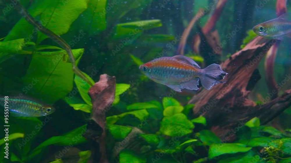 There are many beautiful Fish in the aquarium. There are many beautiful Fish in the aquarium.