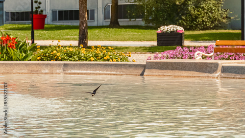 Hirundo rustica, barn swallow, in flight over a fountain on a sunny day in summer at Therme Bad Griesbach, Bavaria, Germany photo