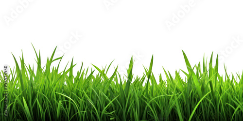 PNG Green grass border backgrounds plant lawn.