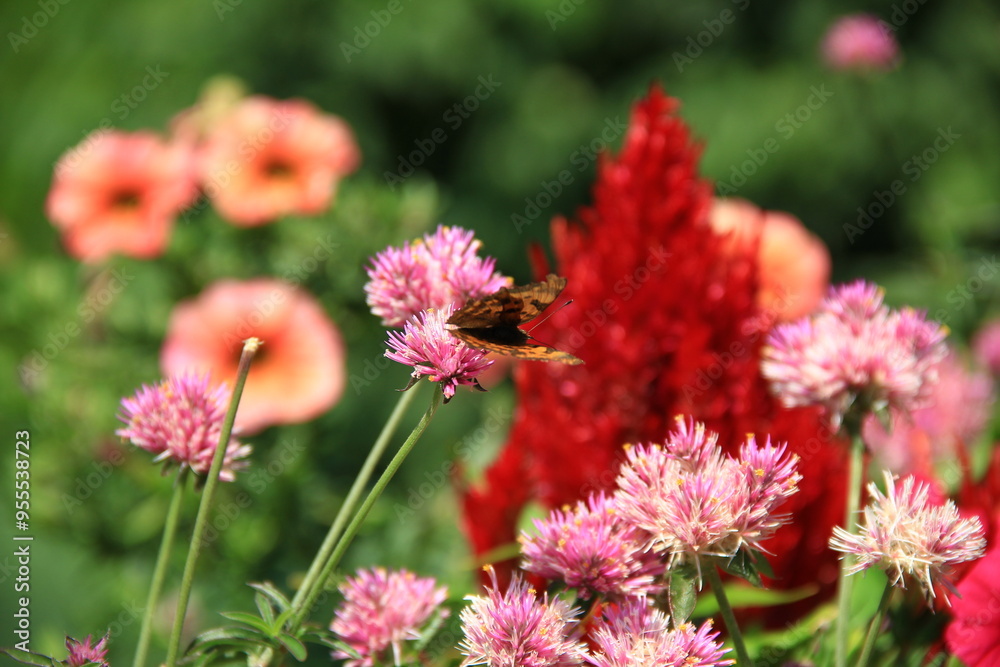 Flowers in Garden with Butterfly Flowers in Garden with Butterfly