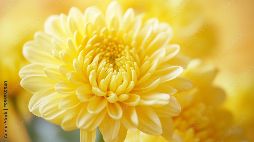copy space, stockphoto, close up of a chrysanthemum, poster for all saint’s day or All Souls' Day. Remerber passed away family, friends, people. Background with copy space. copy space, stockphoto, close up of a chrysanthemum, poster for all saint’s day or All Souls' Day. Remerber passed away family, friends, people. Background with copy space.