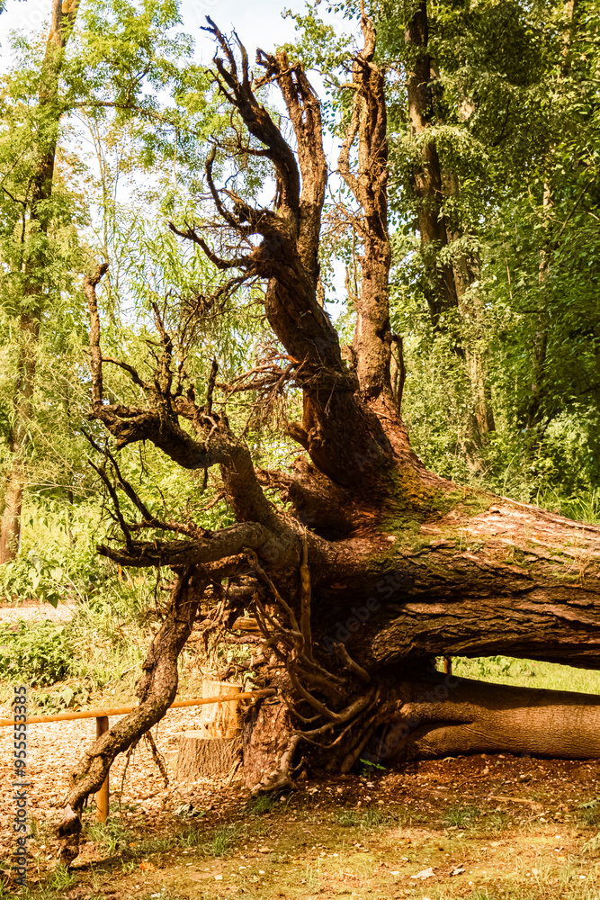 Fototapeta premium Details of an uprooted tree at Katzenberg, Ried im Innkreis, Upper Austria, Austria