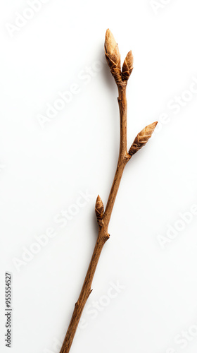 Close-up of a bare branch with budding leaves on a white background, signifying growth, renewal, and the beginning of spring. photo