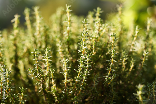 Fresh thyme herb growing outdoors in a garden, closeup