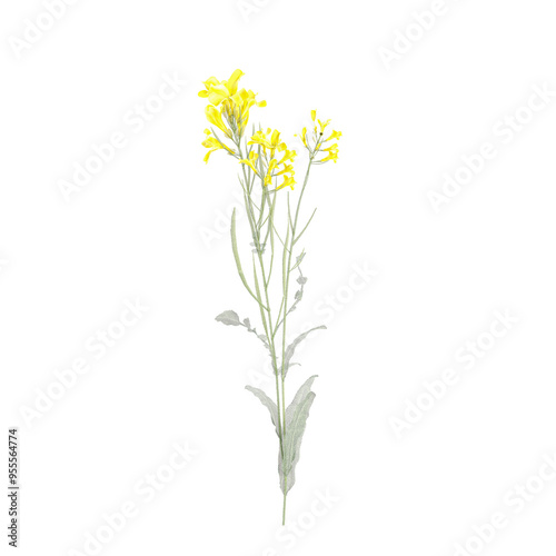 Rapeseed plant on isolated Canvas