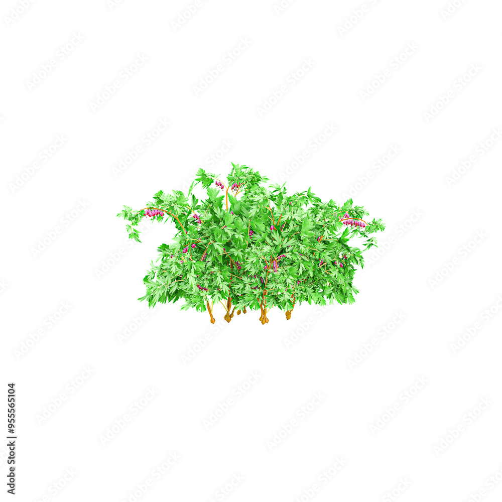 3d rendering of Asian bleeding-heart flowers plant 3d rendering of Asian bleeding-heart flowers plant