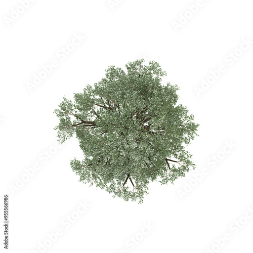 top view of Birch tree isolated on transparent Canvas