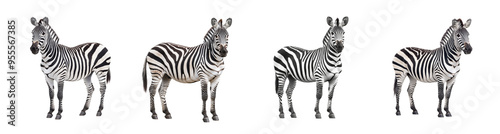 A collection of zebras isolated on a transparent background, ideal for wildlife conservation concepts and African safari-themed designs