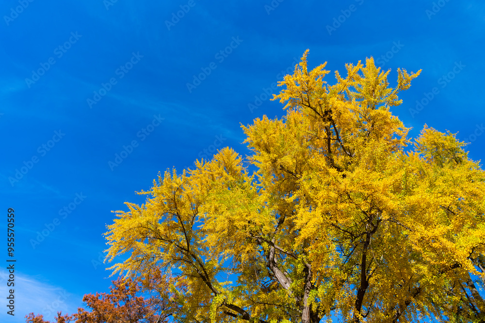Natural autumn or fall season. Autumn forest nature. Nature in forest. Fall outdoor. Autumn tree on sky. Nature in fall season. Autumnal season in park. Seasonal leaves on tree. Changing landscape Natural autumn or fall season. Autumn forest nature. Nature in forest. Fall outdoor. Autumn tree on sky. Nature in fall season. Autumnal season in park. Seasonal leaves on tree. Changing landscape