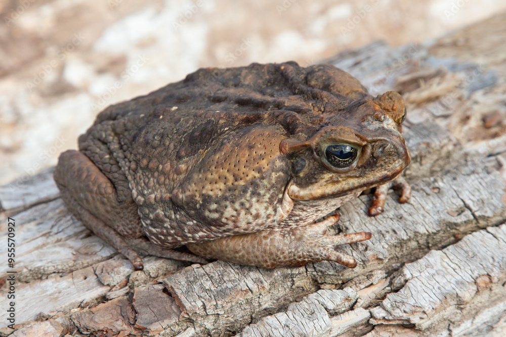 Fototapeta premium Cane toad. Giant marine toad.