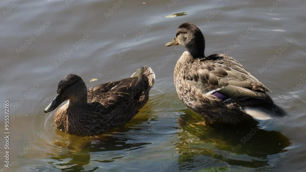 ducks on the water brushing their feathers ducks on the water brushing their feathers