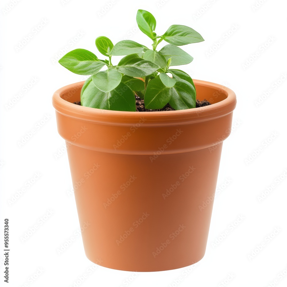 A terracotta pot with lush green plant leaves against a bright white background showcasing gardening elements and natural beauty A terracotta pot with lush green plant leaves against a bright white background showcasing gardening elements and natural beauty
