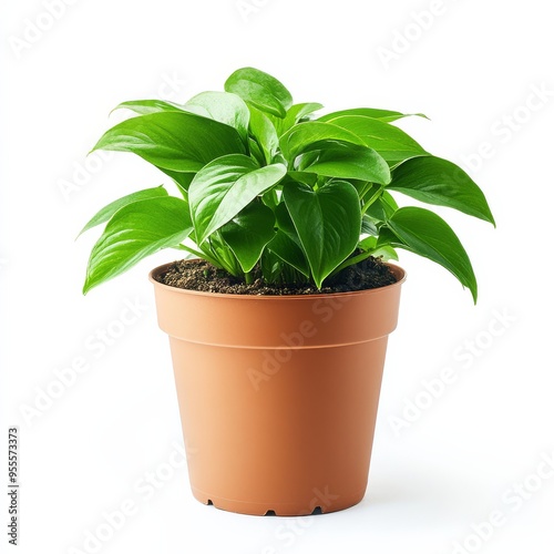 Fresh green leaves thriving in a terracotta pot against a crisp white background