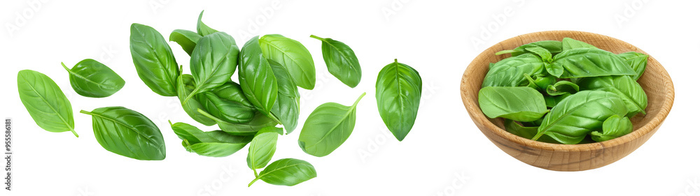 Fresh basil leaf in wooden bowl isolated on white background. Top view. Flat lay Fresh basil leaf in wooden bowl isolated on white background. Top view. Flat lay