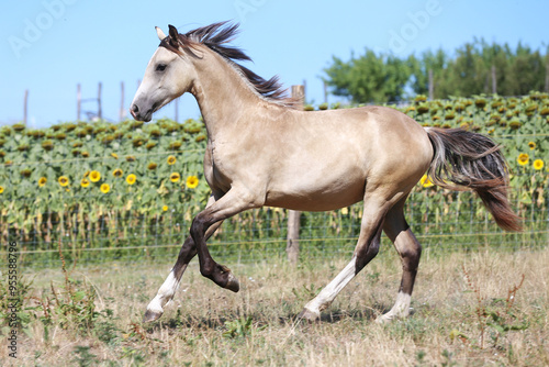 Young sport stallions galloping on meadow during summer morning agricultural farm scene