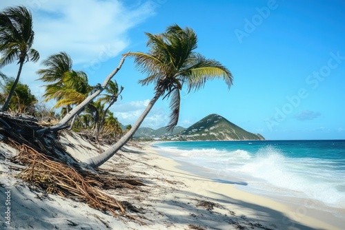 Hurricane Irma: Destruction of St. Maarten Beaches, Uprooted Trees, and Palm Trees in Tropical Landscape