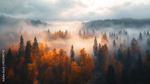 Beautiful Foggy Autumn Morning Nature Scenery