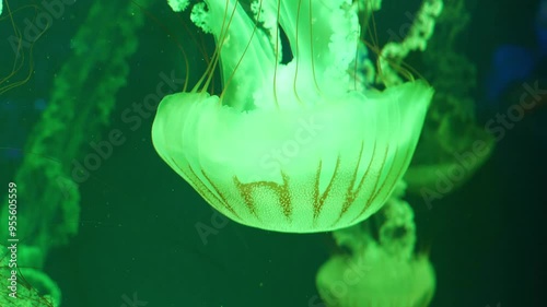 Medusas swims underwater. Beautiful jellyfish swim in an aquarium under different colors of lighting. Jellyfishes swims in big aquarium photo