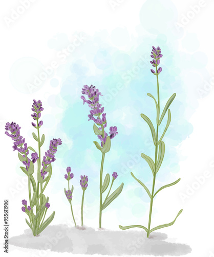 Watercolor painting Lavender flowers on a white background