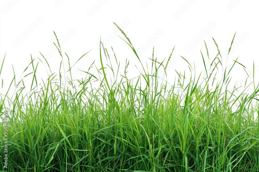 Tall Grass Isolated. Fresh Green Grass in Nature Meadow for Object Design Tall Grass Isolated. Fresh Green Grass in Nature Meadow for Object Design