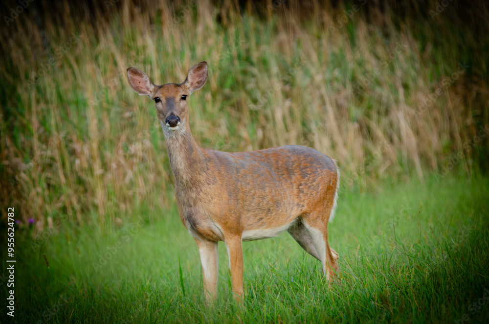 Whitetail Deer Whitetail Deer