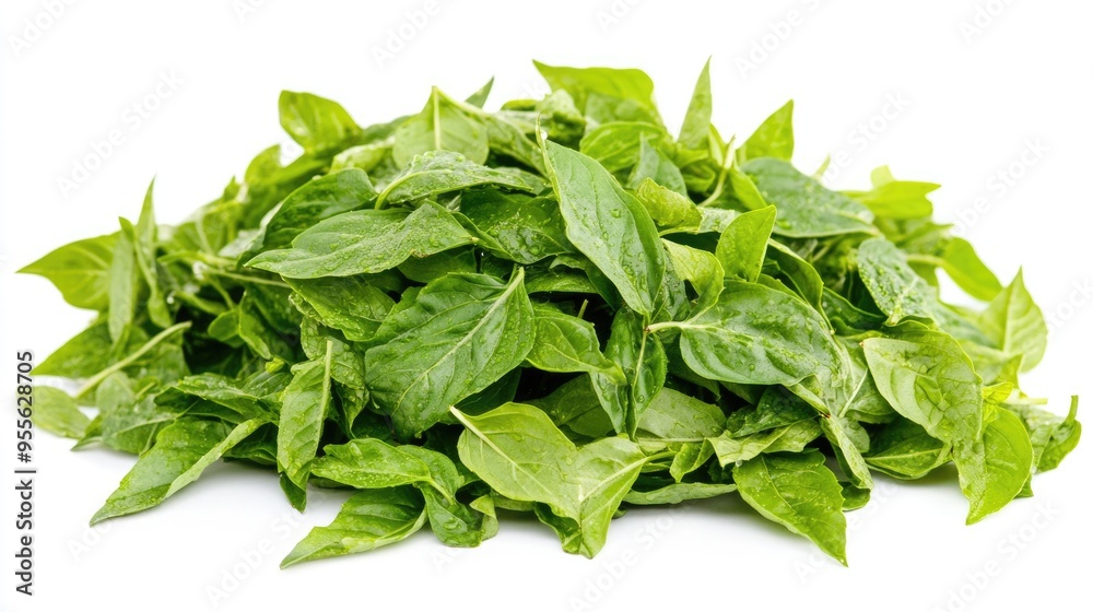 Piles of Leaves. Isolated Fragrant Basil Leaves for Fine Cookery with Clipping Path Piles of Leaves. Isolated Fragrant Basil Leaves for Fine Cookery with Clipping Path